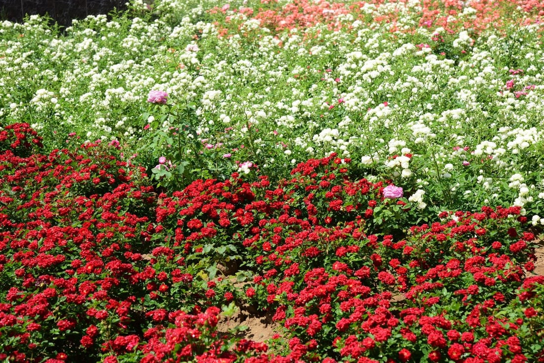 77 هەزار و 389 گوڵ و دار چێندراون