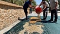 Anbar station grows pistachios in the desert after five years of trials