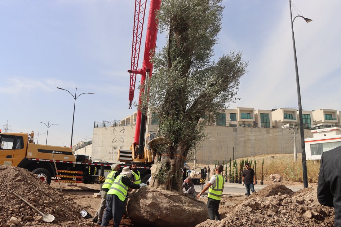 دار زەیتوونێکی تەمەن 200 ساڵ لە شەقامی مەلیک مەحمود چێندرا