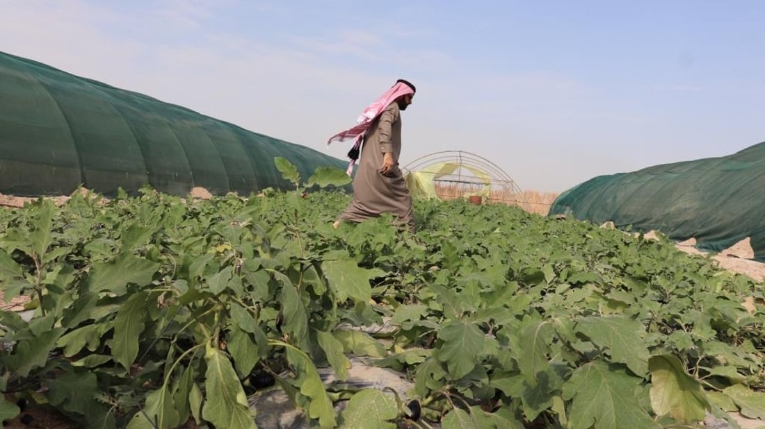 الزبير: 2000 مزرعة طماطم لم تتأثر بعد 20 ساعة من المطر الغزير