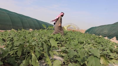 الزبير: 2000 مزرعة طماطم لم تتأثر بعد 20 ساعة من المطر الغزير