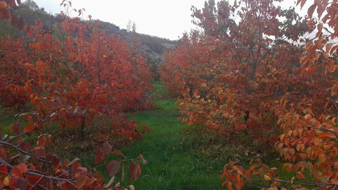 Persimmon farmers in Duhok struggle to market their produce despite growing local popularity