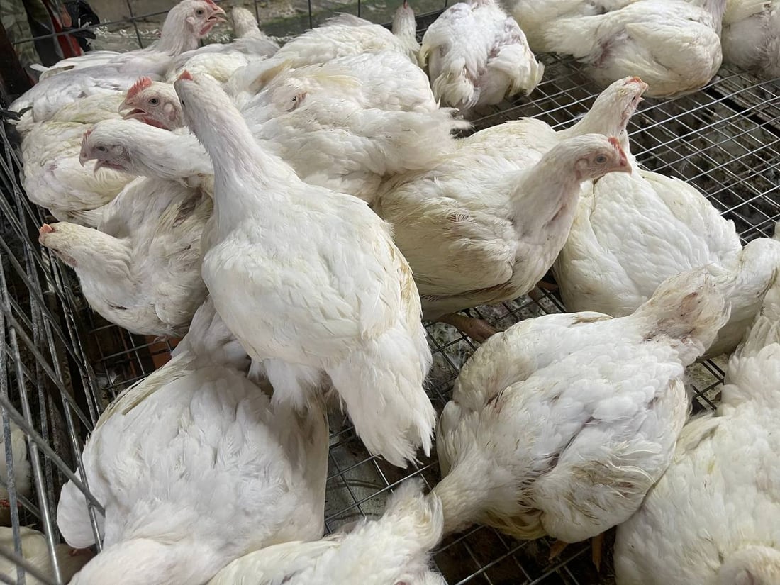 صور: دجاج “الشرش” وصل سوق القرنة.. رخيص ولا أحد يشتري الأحمر