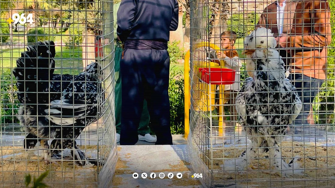 نرخی مریشکی رەسەن لە هەولێر گەشتووەتە 2000 دۆلار