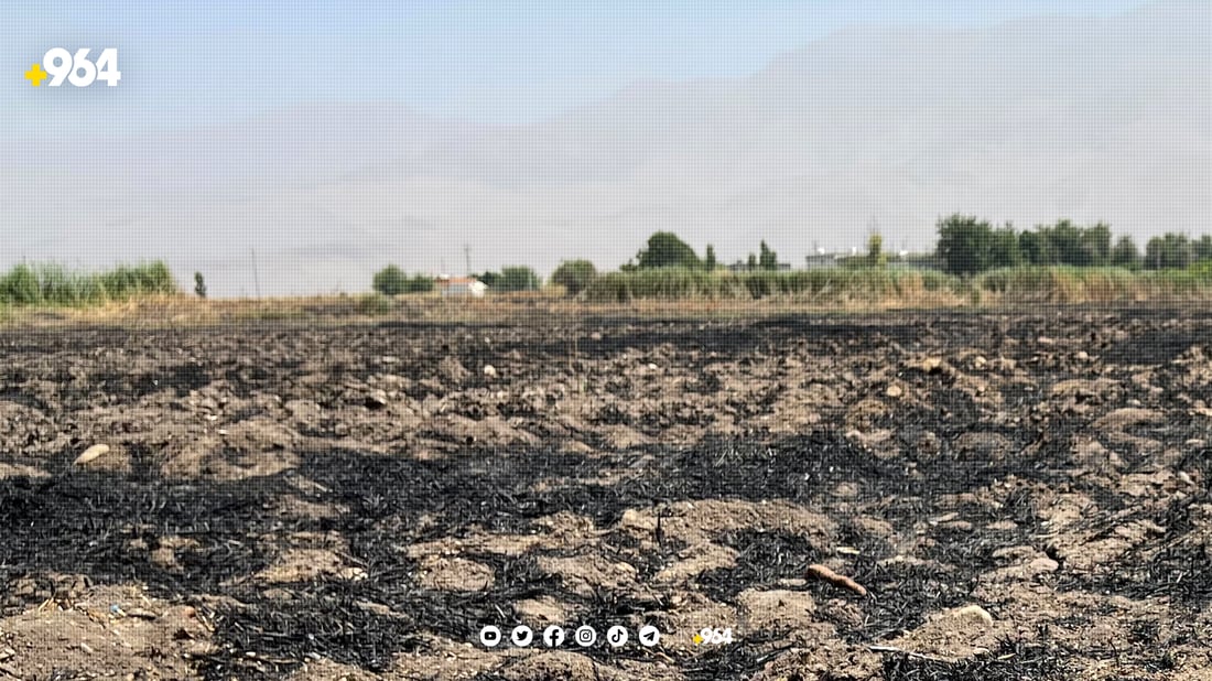 جاڕەكان سووتێنران بۆ ئەوەی بكرێن بە مەرەزە و ماش و شمڵی
