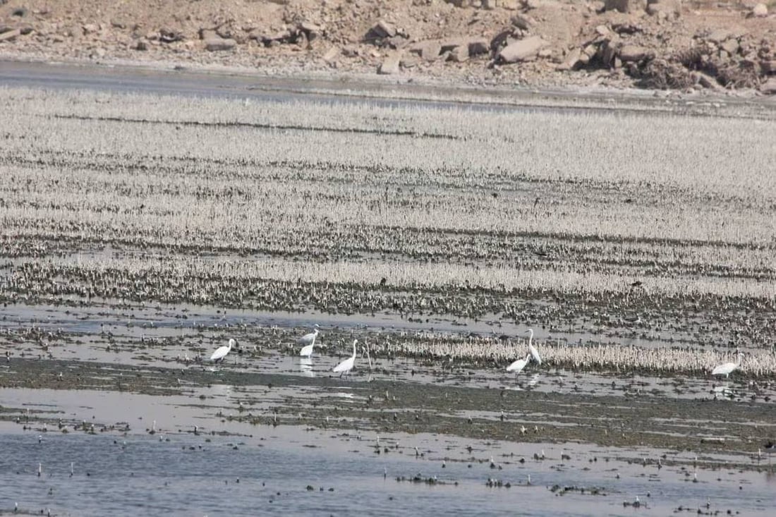 طيور مستوطنة تحط في بحر النجف والبيئة توثق “أبو المغازل” (صور)