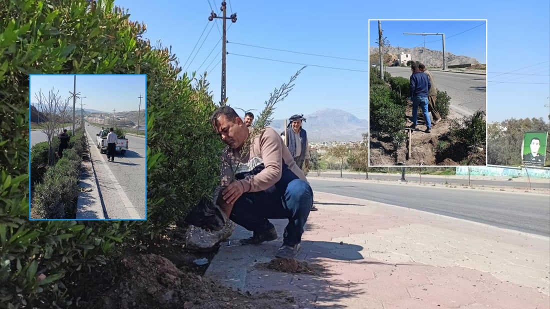 شارەوانی دەربەندیخان 300 دارى له‌ 7 شوێنى جیاواز چاند