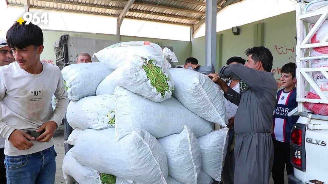 صور: لوبياء طقطق مرغوبة في الوسط والجنوب.. 60 طناً يومياً من كاني لاله وملازياد