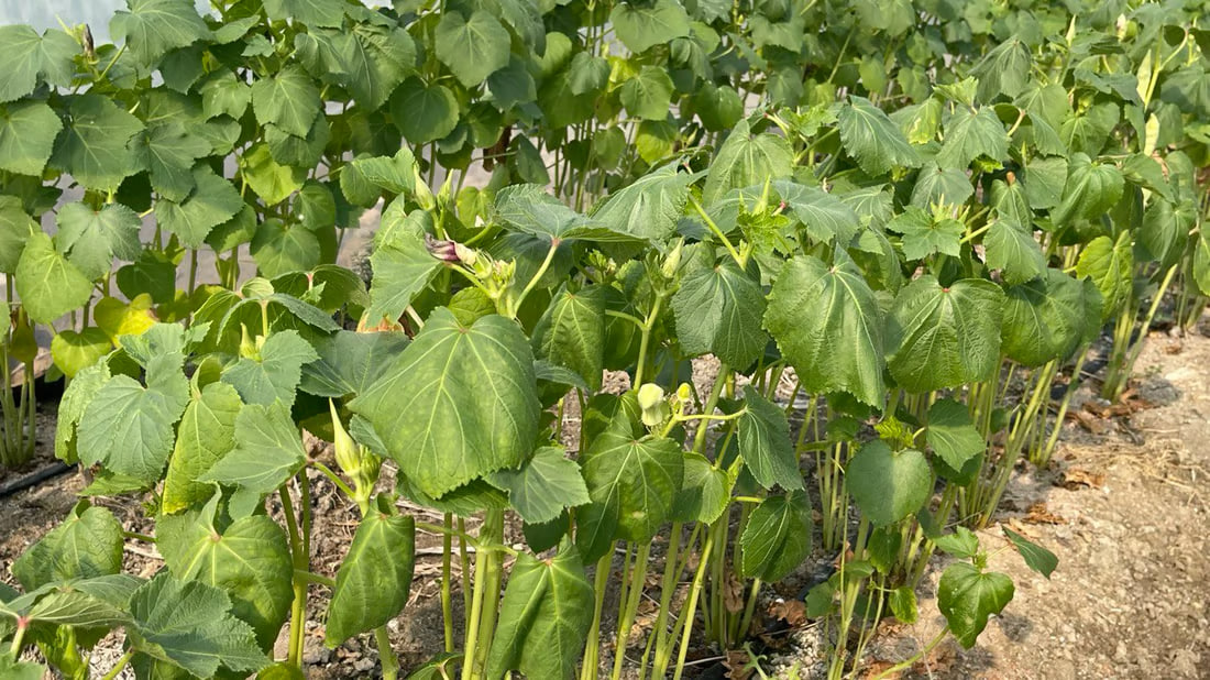 Basra okra fetching $13 per kilo