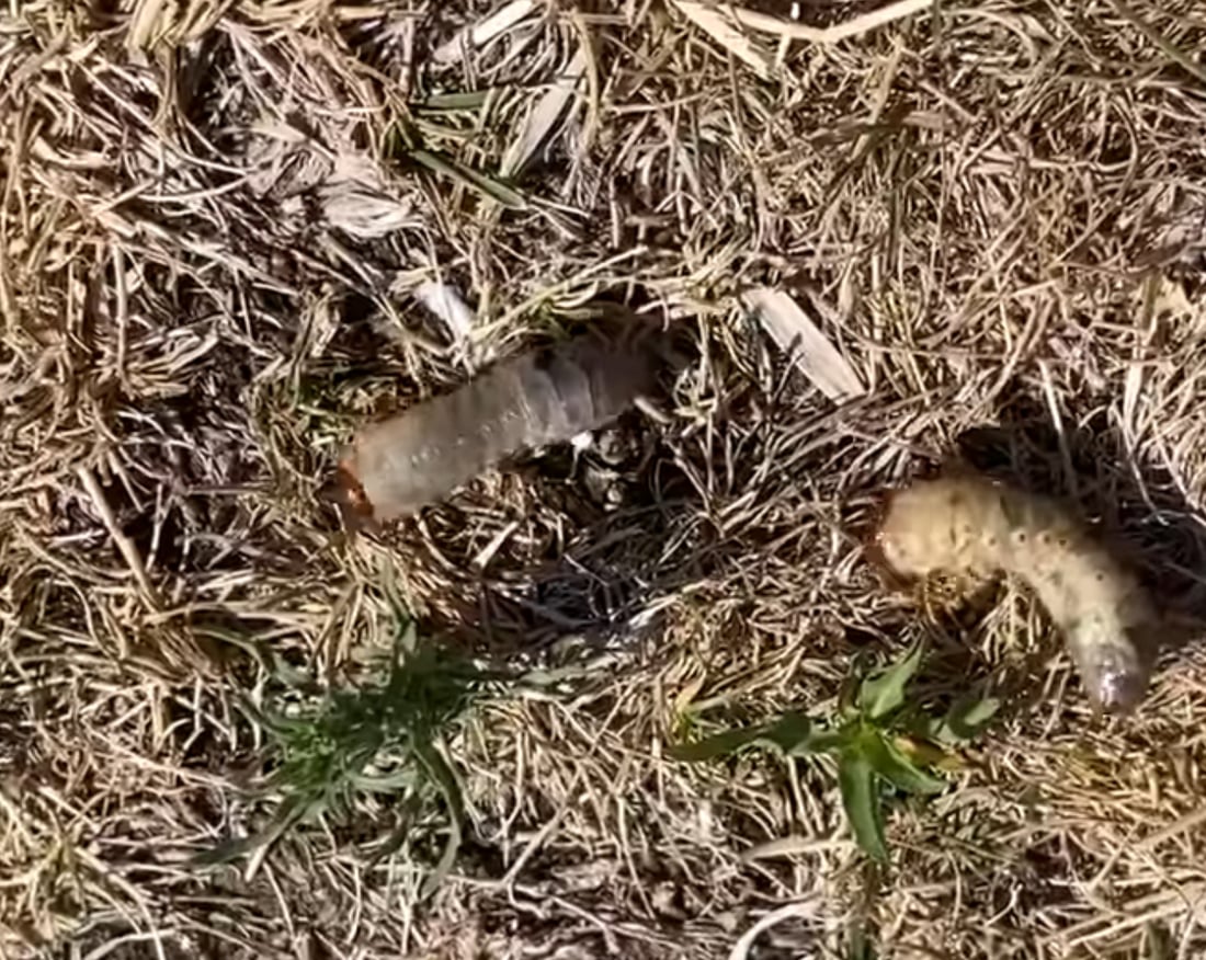 کرم بەربووەتە چیمەنی شەقام و پارکەکانی زاخۆ