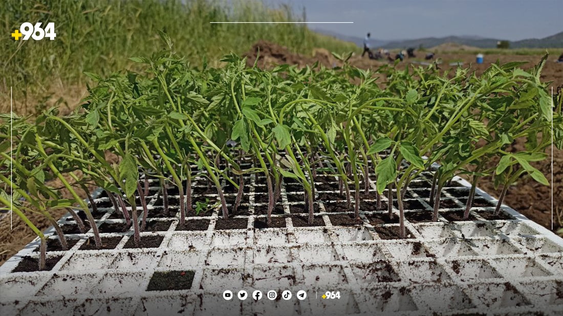 پێنجوێنییەکان ئەمساڵ زیاتر تەماتەیان چاندووە