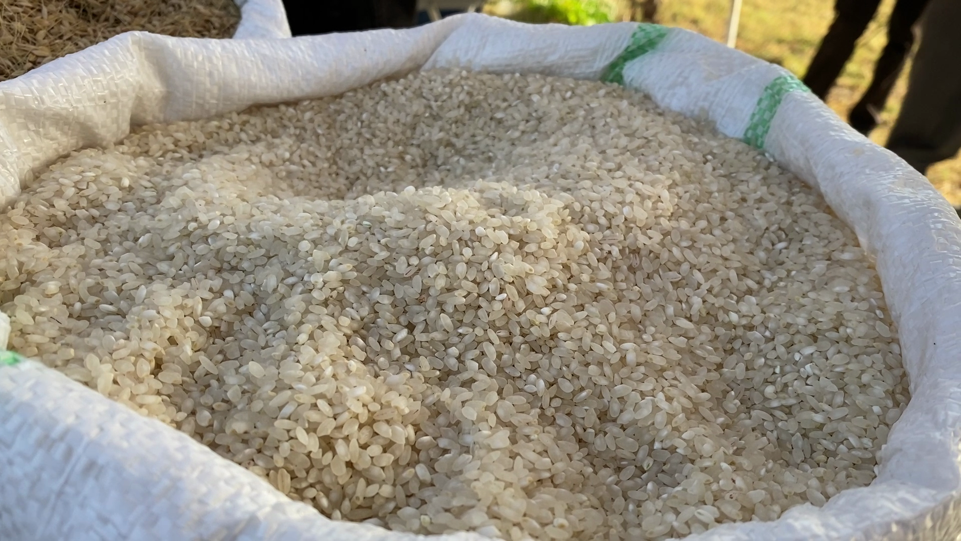 Harir launches first rice festival to promote local varieties and ...