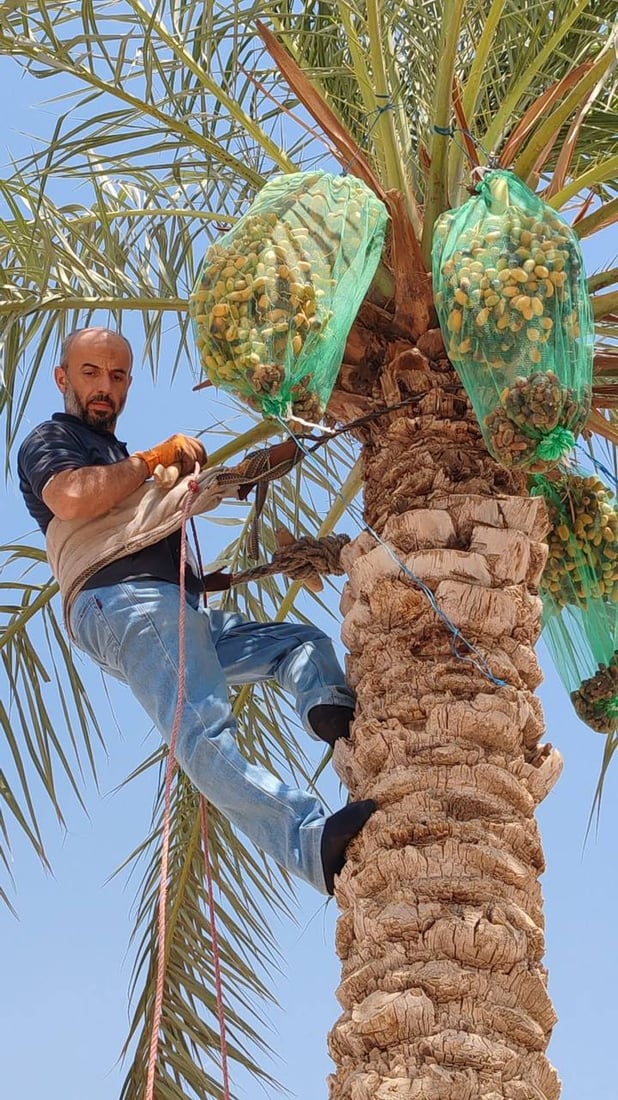 تلكيف تحقق “أعلى إنتاج تمور في نينوى” بجهود الخبير البصري (صور)