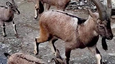 The wild goats roaming through Kurdistan’s mountains