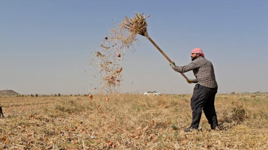 Farmers in Nineveh begin harvest of red onions despite low profit margins