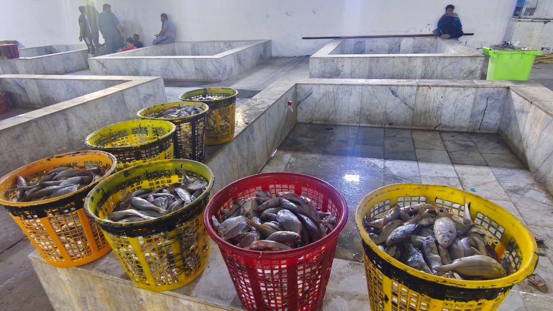 صور: عودة سمك الداكوك إلى أسواق الفاو بكمية 500 كغم.. الكيلو بـ 13 ألف دينار