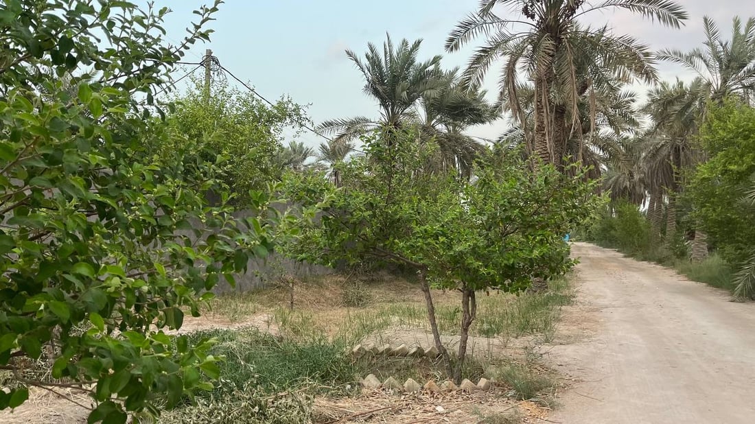 صور: رائحة السدر تملأ أرجاء البصرة.. أزهار النبك تفتحت والمثبّت يحميها من المطر