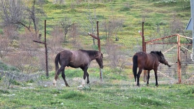 ئەسپی بەرەڵا هاوشێوەی سەگەكان مەترسیان دروستكردوە