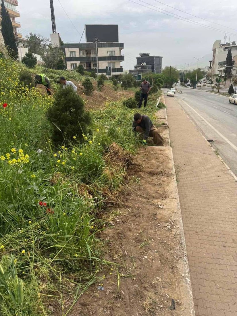 بەهارە شارەوانی دەستیداوەتە رنینەوەی گژوگیای شەقامەکانی سلێمانی