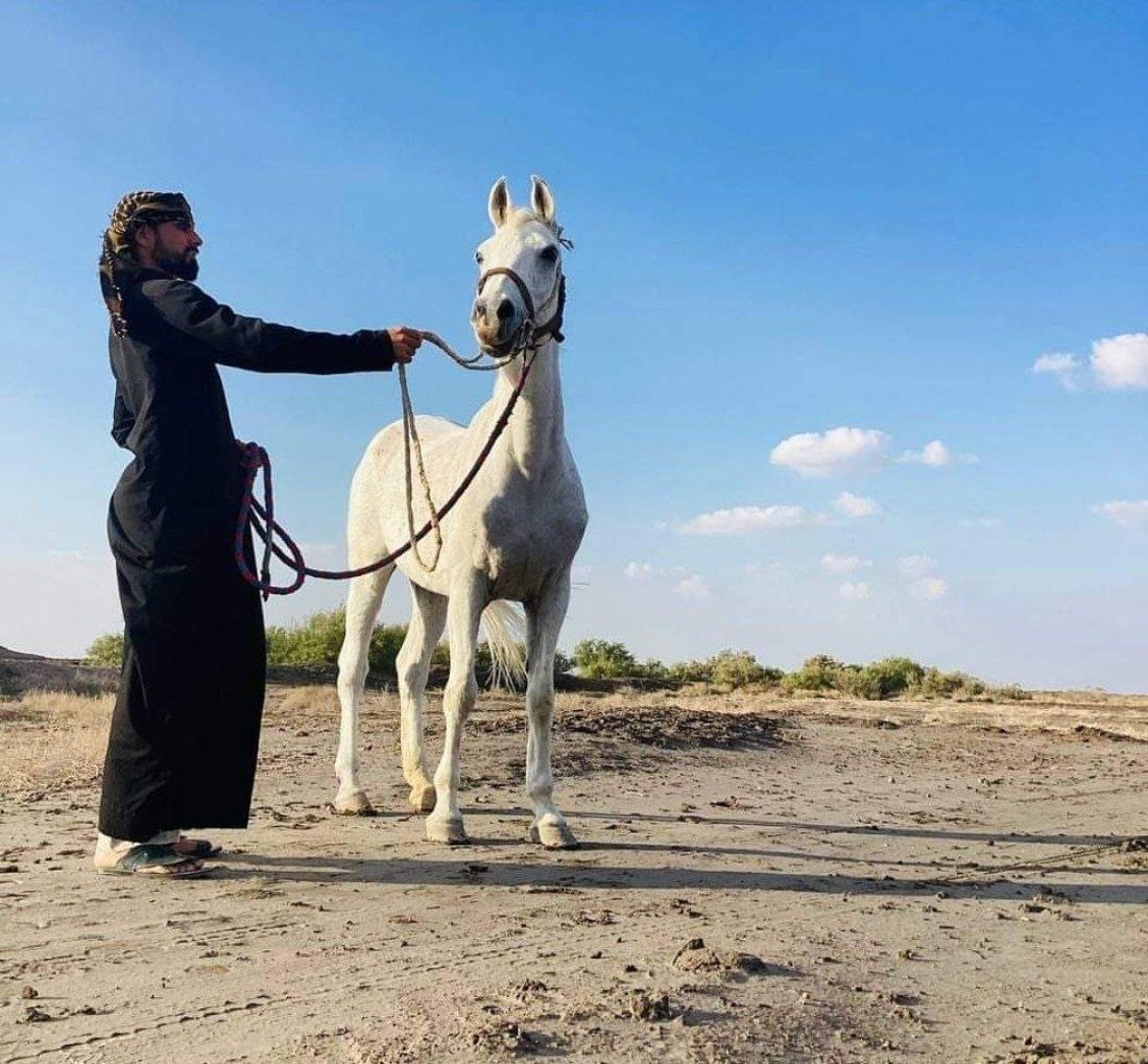 الزلزال والجنرال للقوة والسحر.. موجة ولع بالخيول تجتاح العراق وشهادات من السماوة