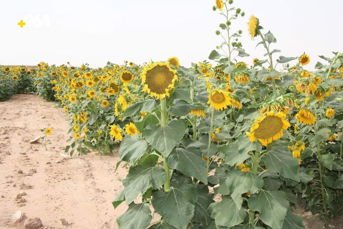 964mediaصورة من منصة (شبكة): 