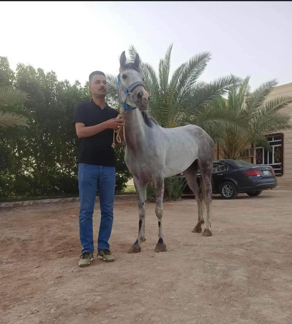 الزلزال والجنرال للقوة والسحر.. موجة ولع بالخيول تجتاح العراق وشهادات من السماوة