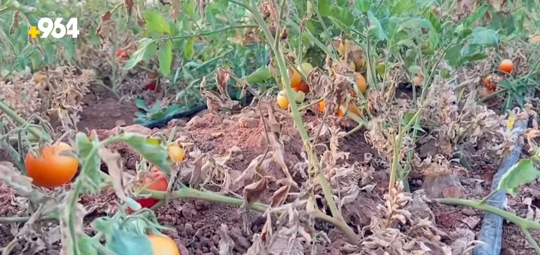 گورگە قڕانی بە تەماتەی برادۆست هێناوە