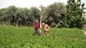 Farmers along the Tigris River use onions to protect potato crops without chemicals
