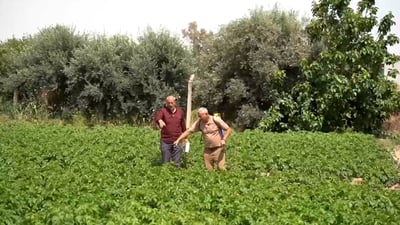 Farmers along the Tigris River use onions to protect potato crops without chemicals
