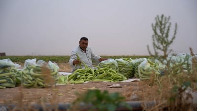 الحقول باللون الفسفوري.. تعروزي بعشيقة يقطع 1000 كم إلى البصرة (فيديو)