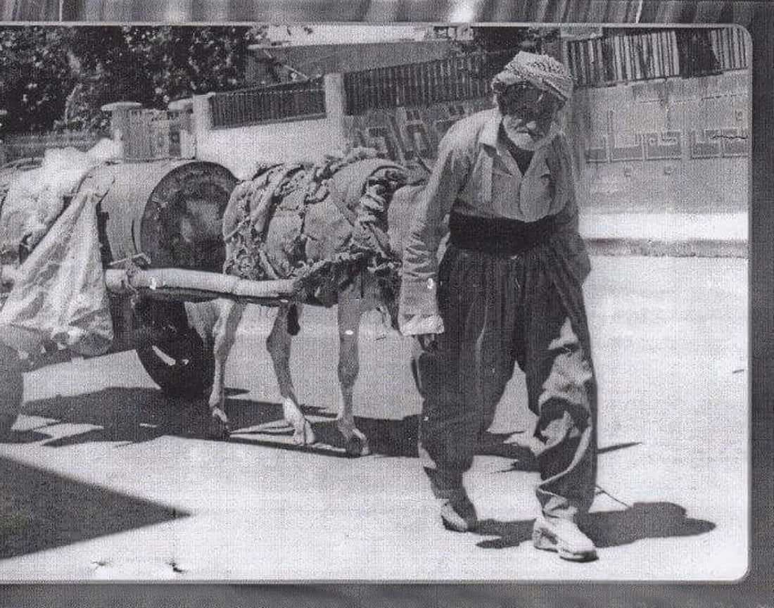 رۆژى جیهانى گوێدرێژ