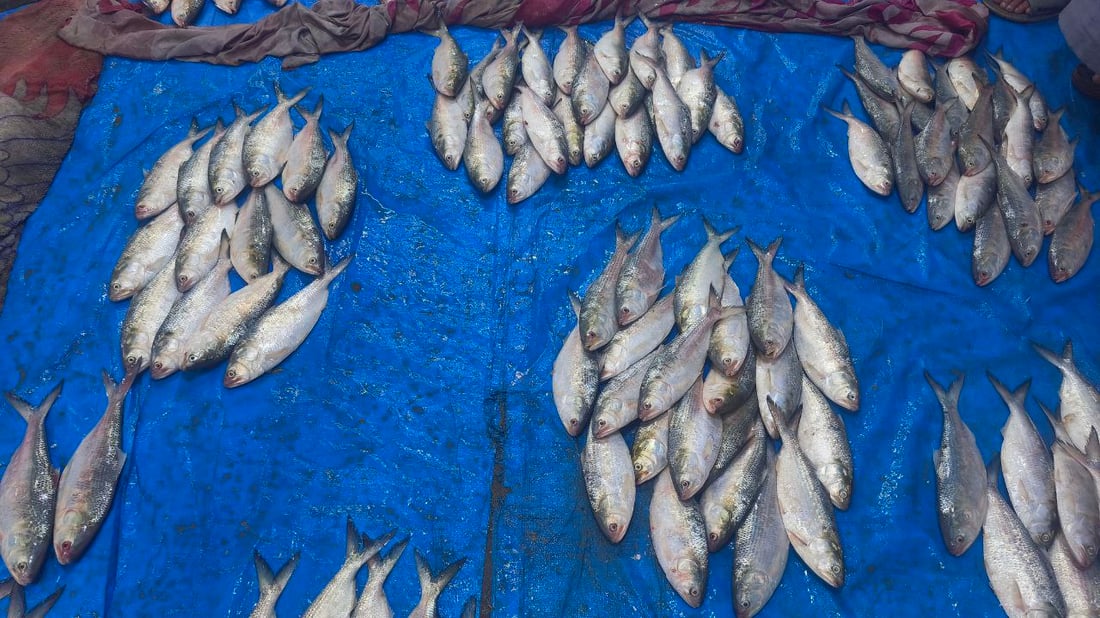 خير وفير في مرسى النقعة.. أطنان من الروبيان والصبور (صور)