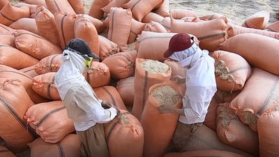 جوتیارانی شارەزوور و شارباژێڕ دەستیان بەكۆكردنەوەی كای ئەمساڵ كرد