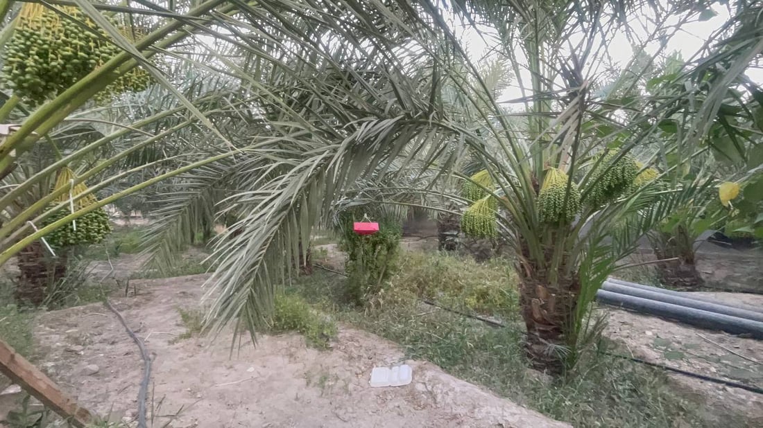 فيديو من بساتين البرحي.. البصرة تبدأ “دلاوة العذوق” والعراق ينتظر أشهى التمور