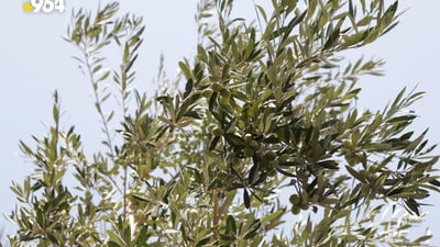 Olive prices jump amid early harvest season
