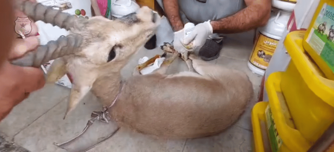 ئەو ئاسکەی سێ کەسی بەگرتن دا گەڕێندرایەوە بۆ نێو سروشت