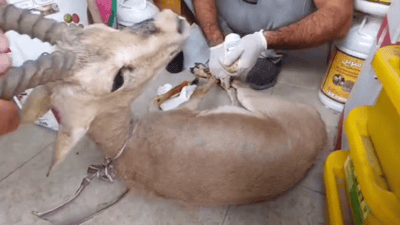 ئەو ئاسکەی سێ کەسی بەگرتن دا گەڕێندرایەوە بۆ نێو سروشت