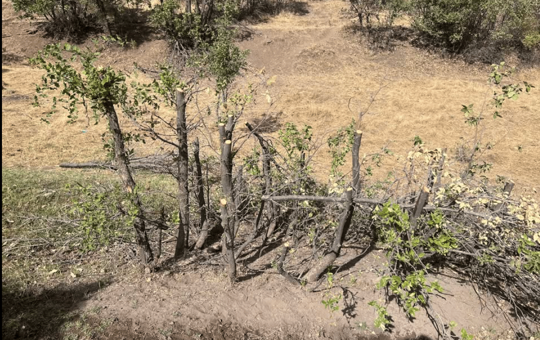 داربڕێک دەستگیر کرا 