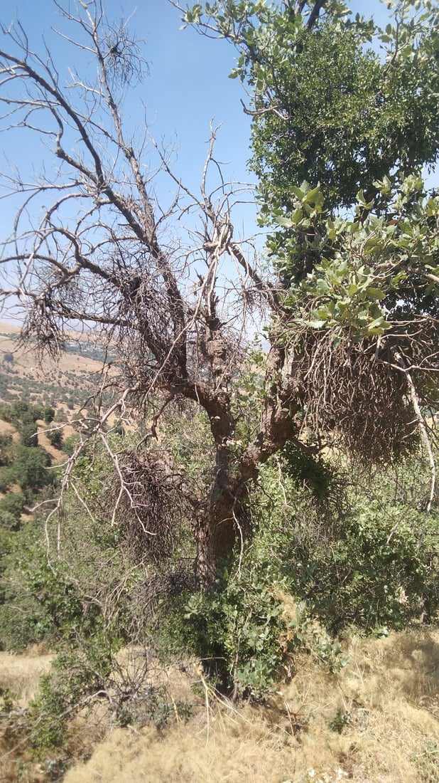 به‌ڕوو و مازووه‌كانى سنوورى ناحیه‌ى سیوه‌یل توشی نه‌خۆشی بوون