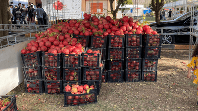 سبەی فێستیڤاڵی هەناری هەڵەبجەیە و 964 لەوێیە