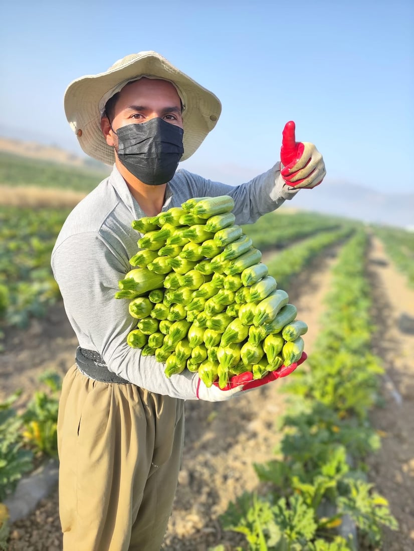 خەیار و کولەکە لە پێنجوێن گران بوون