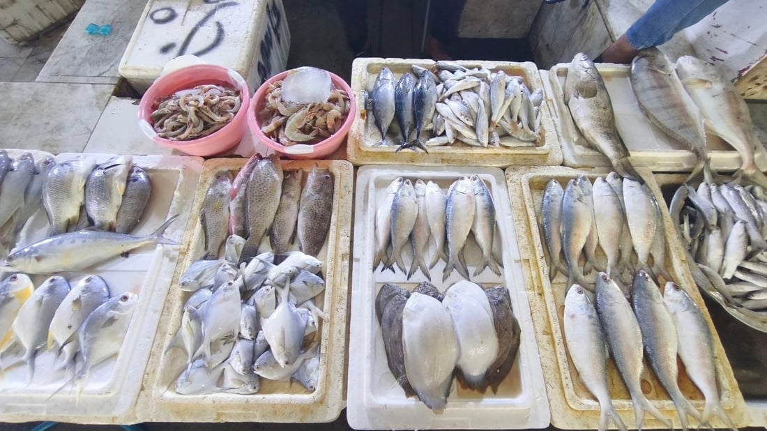 الهامور يسيطر على مزاد الفاو الكبير.. 5 أطنان وصلت من البحر والكيلو 10 آلاف دينار