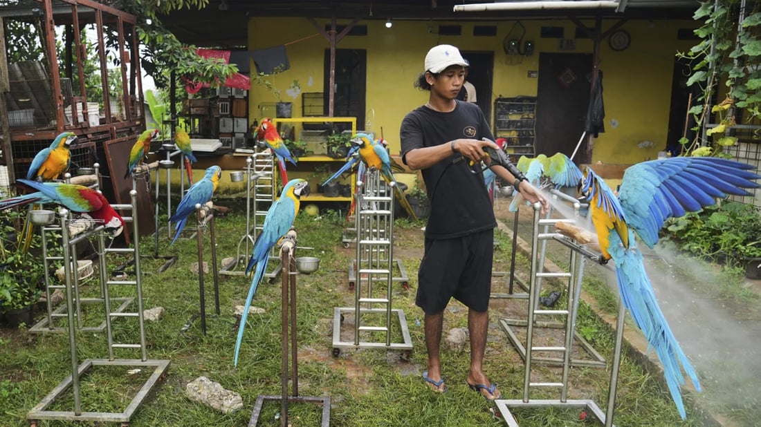 لە میکانیکیی ماتۆڕەوە بۆ راهێنەری تووتییەکان