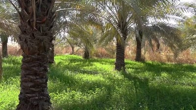 فيديو: سوق الشيوح تمنع بيع البرحي.. موجز من أكبر بساتين النخيل