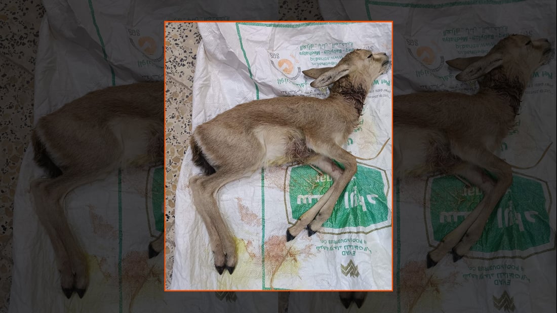بێچووه‌ ئاسكه‌كه‌ى گه‌رمیان نه‌گه‌ڕایه‌وه‌ ناو سروشت