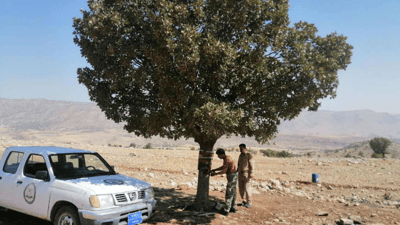 پۆلیسی دارستان فریای داربەڕوویەکی بەتەمەن کەوت 