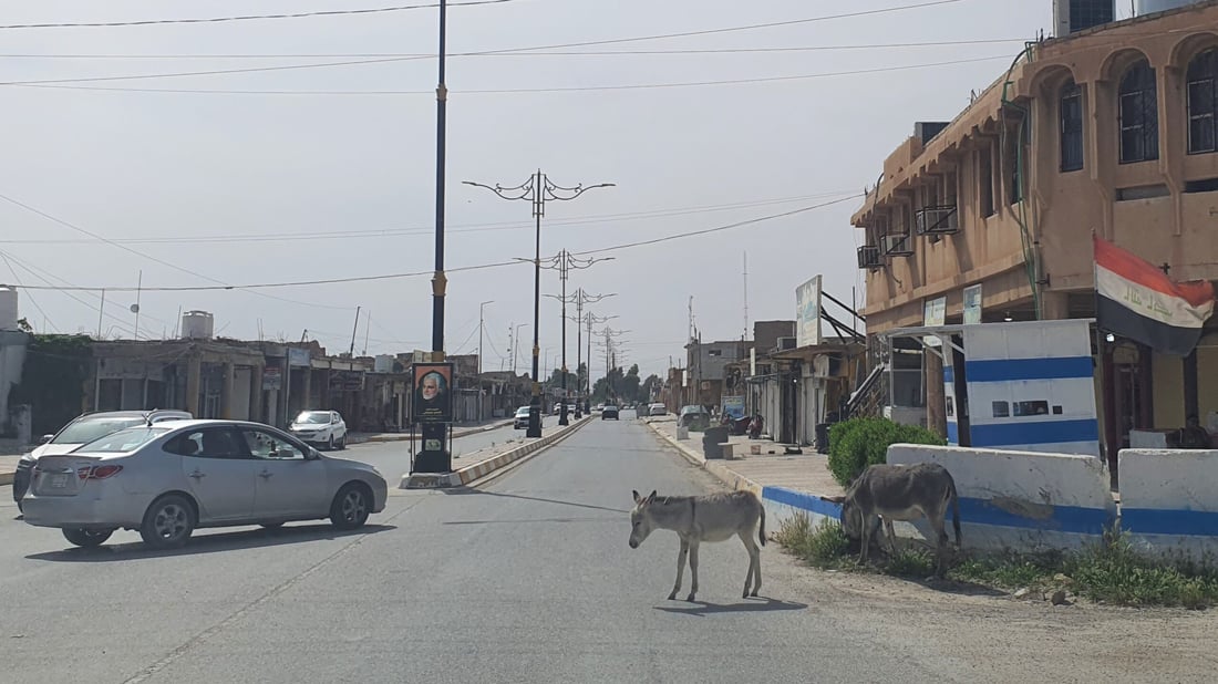 صور: خشية من تسرب لحمها للمطاعم.. حمير وبغال “تجتاح” شوارع تلعفر