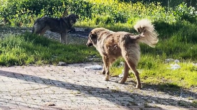 له‌ داره‌توو هێشتا نزیكه‌ى 250 سه‌گى به‌ڕه‌ڵا ماوه‌ كۆبكرێنه‌وه‌