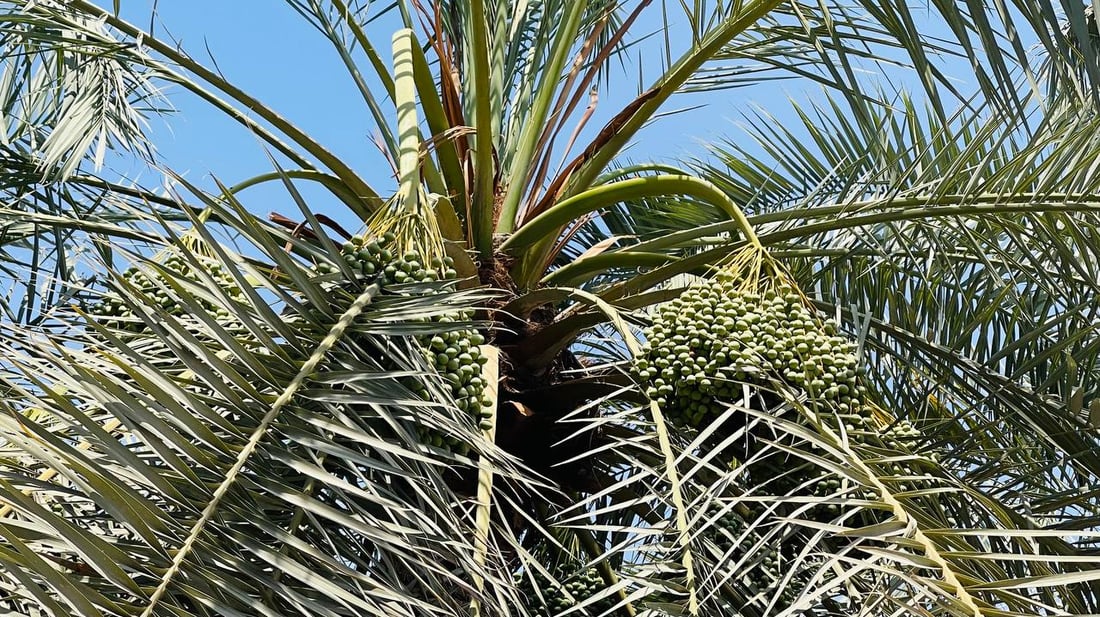 صور: البصرة تكافح “عنكبوت الغبار” في بساتين النخيل.. الفلاحون تسلموا المبيدات