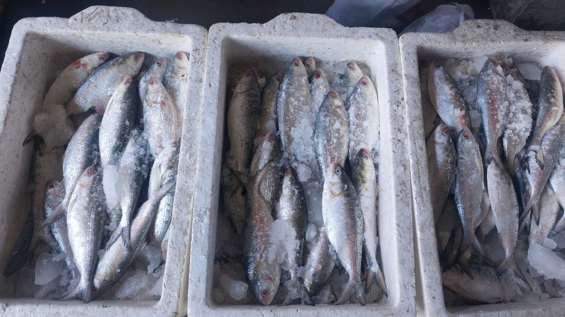 الصبور يشعل مزاد الفاو مبكراً.. الزوج 190 ألف دينار وإن لم يعجبك فالهامور والزبيدي